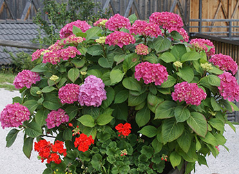 Fiori